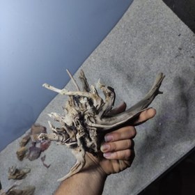 تصویر رییشه آبنوس کد 1000 ارسال این ریشه رایگان می باشد