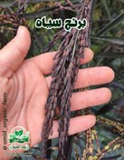 تصویر بذر برنج سیاه 