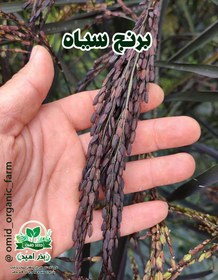 تصویر بذر برنج سیاه 