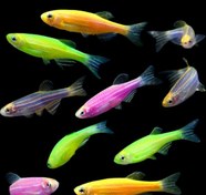 تصویر ماهی زبرا رنگی ۳ تا ۴ سانت ( پک ۲۰ عددی ) Zebra fish colour