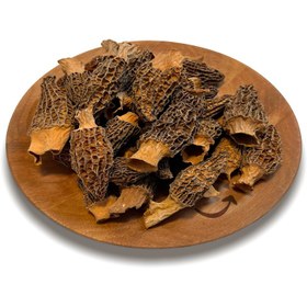 تصویر قارچ مورل 