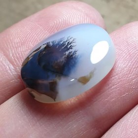 تصویر شجر قائن زیبا خاص 