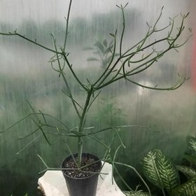 تصویر خرید گل افوربیا 6592 