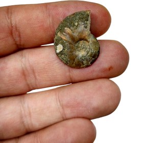 تصویر فسیل آمونیت زیبا و کلکسیونی A17 