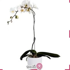 تصویر گلدون گل ارکیده سفید تک شاخه 