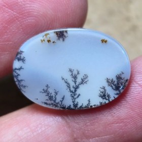 تصویر شجر قائن زیبا خاص 