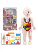 تصویر مدل بدن انسان برای کودکان، مدل آناتومی تنه قابل جدا شدن ۱۳ تکه برند peachjoy Human Body Model for Kids, 13Pcs Removable Human Torso Anatomy Model, Body Parts for Toddlers, Preschool Learning Toys, Age 4+,