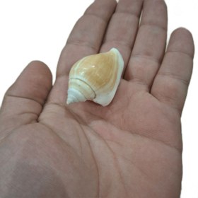 تصویر صدف تزیینی مدل Zm کد 1030 