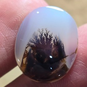 تصویر شجر قائن زیبا خاص 