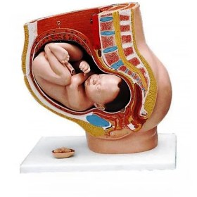 تصویر مولاژ لگن رحم در نهمین ماه بارداری 