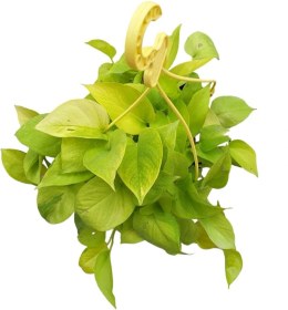 تصویر پتوس نئون 