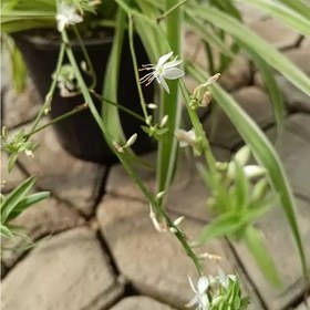 تصویر گندمی ابلق بزرگ (پس کرایه) گیاه تصفیه هوا 