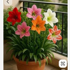 تصویر پیاز(چه) اماریلیس رنگ نامشخص 