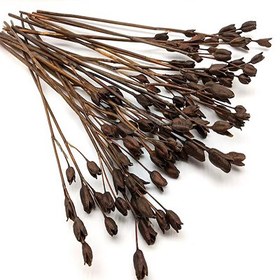 تصویر گل خشک زنبق 