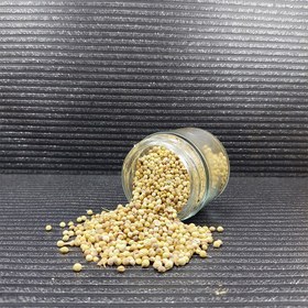 تصویر تخم گشنیز 