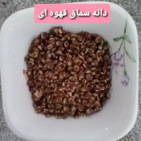 تصویر دانه سماق قهوه ای 