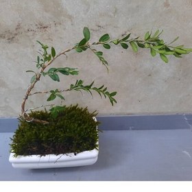 تصویر بن سای ( Buxus sempervirens) بنسای شمشاد هیرکانی (Buxus hyrcana) بونسای ارسال رایگان 