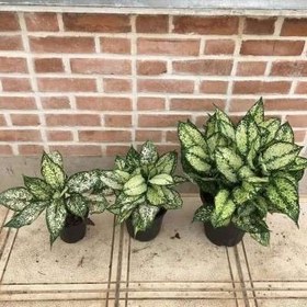 تصویر خرید آگلونما برفی تهران 