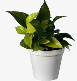 تصویر پتوس نئون 