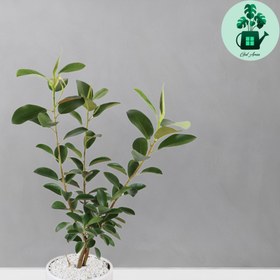 تصویر فیکوس جنگلی 