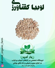 تصویر بذر لوبیا کشاورزی 