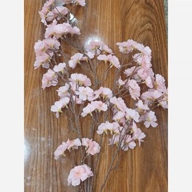 تصویر شاخه شکوفه بهاری 