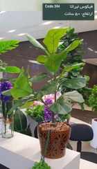 تصویر درختچه مصنوعی فیکوس لیراتا 50 سانت 