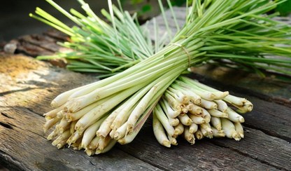 تصویر لمون گرس 