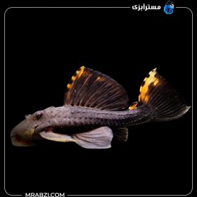 تصویر پلکو L91 