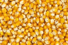 تصویر بذر ذرت 704 سینگل کراس وزن 250 گرم 