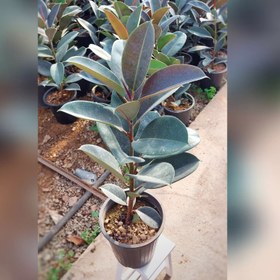 تصویر فیکوس بلک 