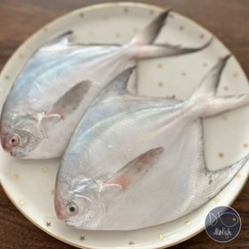 تصویر ماهی حلوا سفید ( زبیدی ) پک 3 کیلویی 