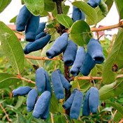 تصویر نهال هانی بری Honeyberry plant