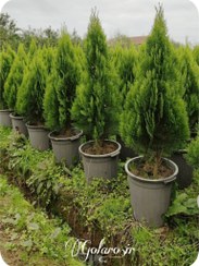 تصویر کاج کامیس پاریس نوکدار سایز ۱ متر 