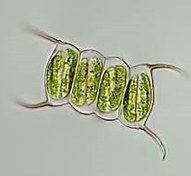 تصویر استوک جلبک سندسموس ابلیکوس scenedesmus obliquus 