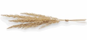 تصویر گل خشک قمیش 