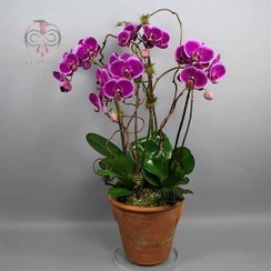 تصویر بذر گل ارکیده بنفش 