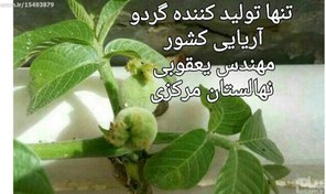 تصویر نهال گردو آریایی 