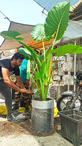 خرید و قیمت صفر تا صد نگهداری گل بابا آدم | ترب