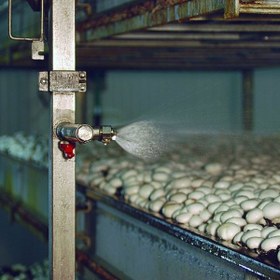 تصویر مه پاش قارچ 