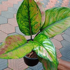 تصویر آگلونما هنگ هنگ Aglaonema heng heng هزینه ارسال بصورت پس کرایه و بعهده مشتری می باشد 