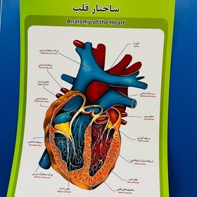 تصویر پوستر قلب انسان مقوایی ایندلبرد 