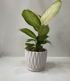 تصویر دیفن کامالیا 