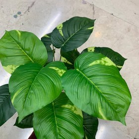 تصویر بوته پتوس مصنوعی 