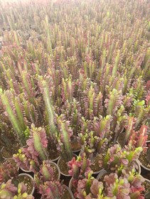 تصویر گل افوربیا 