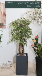 تصویر بنجامین 160سانت ابلق 