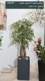 تصویر بنجامین 160سانت ابلق 