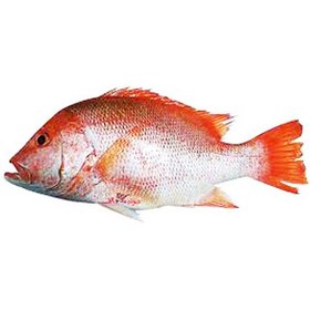 تصویر ماهی سرخو 