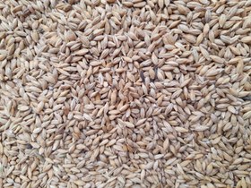 تصویر جو محلی ۱ کیلوگرم 