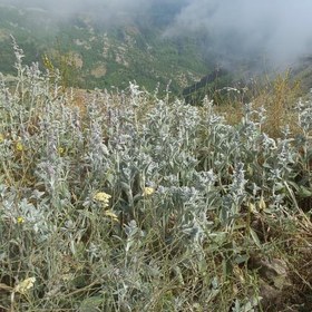 تصویر گیاه پولک یا میش گوش یا سنبل ارسباران خشک و تازه 100گرمی 